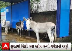 Surat | આ છે સિટી બસ સ્ટેન્ડ, જે હવે બન્યો ગધેડાનો અડ્ડો ; Watch Video