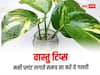 Vastu Tips: घर पर इस तरीके से लगा मनी प्लांट बनता है नुकसान का कारण, खाली हो जाती है तिजोरी