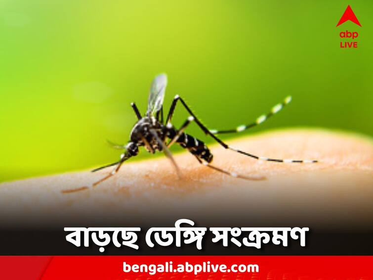 WB Dengue Update North 24 Parganas Dengue scare in another block WB Dengue Update: কমছে না দাপট, এবার উত্তর ২৪ পরগনার আরও একটি ব্লকে ডেঙ্গির আতঙ্ক