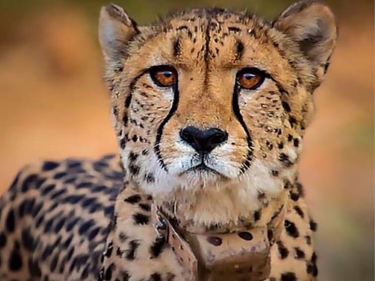 Another Cheetah found dead in Madhya Pradesh’s Kuno National Park కునో నేషనల్ పార్క్‌లో మరో చీతా మృతి, 9కి పెరిగిన మరణాల సంఖ్య