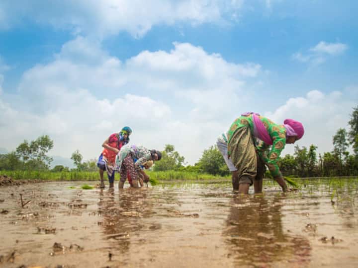 India's Unemployment Rate July Decline Rural Urban Farm Labour Demand CMIE ABP Live English News India's Unemployment Rate Declines To 7.95 Per Cent In July Due To Farm Labour Demand: CMIE