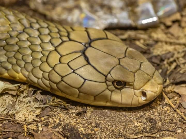 दुनिया भर में सांपों की बहुत सारी प्रजातियां पाई जाती हैं, लेकिन उन सभी में किंग कोबरा ही ऐसा सांप है जिससे हर किसी को डर लगता है. सबसे जहरीला सांप है. आइए जानते हैं किंग कोबरा क्या खाता है.
