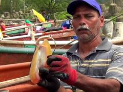 Konkan Fishing : शेपटी विषारी, पण मासा चविष्ट... मासेमारी हंगामाच्या सुरुवातीलाच वागळी मासा सापडल्याने मच्छिमारांच्या आनंदावर विरजण