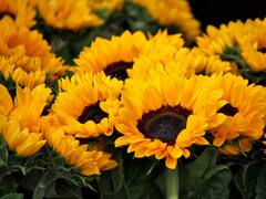 భార్యకు జీవితంలో గుర్తుండిపోయే సర్‌ప్రైజ్ - సన్‌ఫ్లవర్స్‌తో 3 నెలలు రహస్యంగా కష్టపడి మరీ!