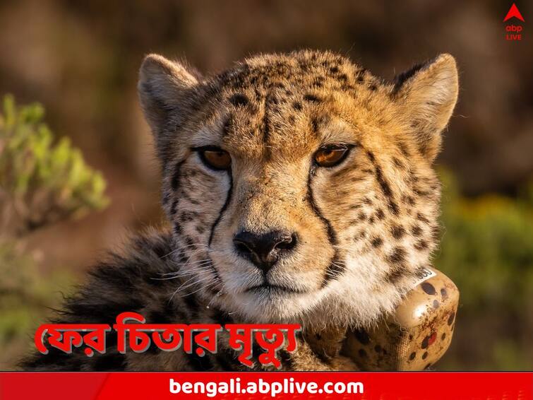 Another Cheetah dies at Madhya Pradesh Kuno National Park 9 deaths till now Cheetah Deaths: শুধুই প্রচার, নেই ব্যবস্থাপনা! কুনো ন্যাশনাল পার্কে আরও একটি চিতার মৃত্যু, প্রশ্নের মুখে কেন্দ্র