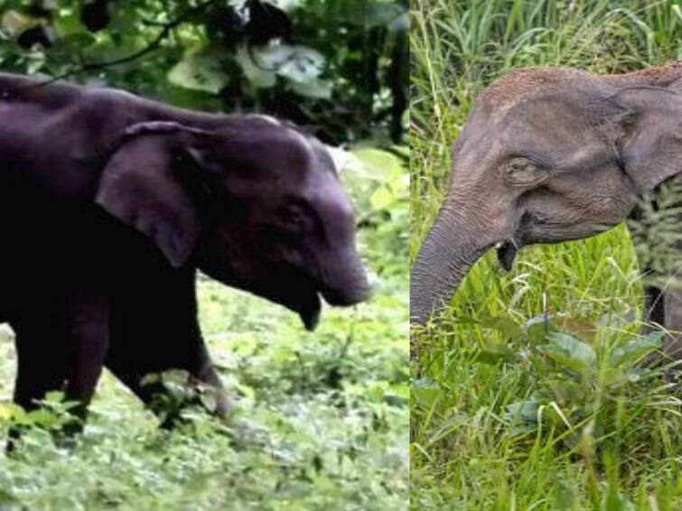 Concern grows over trunkless baby elephant struggles in Athirapilly forest Trunkless Baby Elephant: கேரள வனப்பகுதியில் தும்பிக்கையின்றி சுற்றித் திரியும் குட்டி யானை...