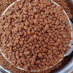 बादाम और अखरोट से भी जयादा फायदेमंद है टाइगर नट्स...इसे खाने के 7 अनोखे फायदे जानिए