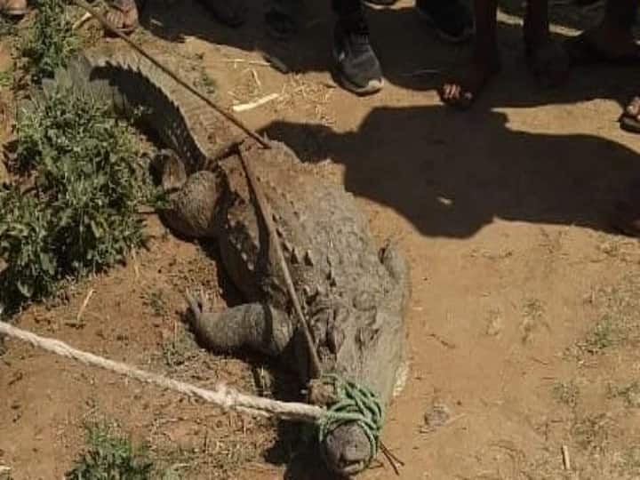Telangana Man Arrested For Killing Crocodile, Selling Its Meat In Mulugu District வெள்ளத்தில் நடந்த வேட்டை.. துண்டு துண்டாய் வெட்டப்பட்டு முதலைக்கறி விற்பனை.. தெலங்கானாவில் நடந்தது என்ன?