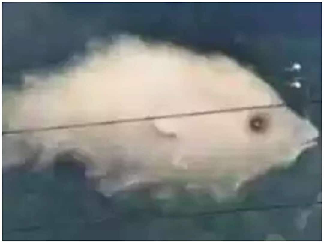 Optical Illusion: ఈ చిత్రంలో మీకు ఏమి కనిపిస్తోంది? దాన్ని బట్టి మీరు ఎలాంటి వారో తెలుసుకోండి What do you see in this Optical Illusion? Find out who you are based on that Optical Illusion: ఈ చిత్రంలో మీకు ఏమి కనిపిస్తోంది? దాన్ని బట్టి మీరు ఎలాంటి వారో తెలుసుకోండి