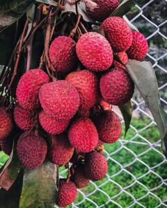 रसीली लीची से भी ज्यादा फायदेमंद है इसके बीज...फायदे जानकर रह जाएंगे दंग