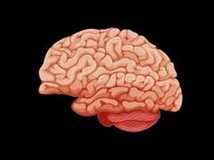 బెంగళూరు వైద్యులు అద్బుతం, తలపై ఉన్న గోళీల సంచిన తొలగించిన వైద్యులు!