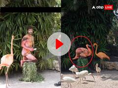 फ्लेमिंगो के बीच बैठकर इस शख्स ने धारण किया उसी का रूप, VIDEO देख नहीं होगा आंखों पर यकीन