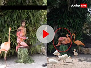 फ्लेमिंगो के बीच बैठकर इस शख्स ने धारण किया उसी का रूप, VIDEO देख नहीं होगा आंखों पर यकीन