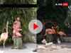 फ्लेमिंगो के बीच बैठकर इस शख्स ने धारण किया उसी का रूप, VIDEO देख नहीं होगा आंखों पर यकीन