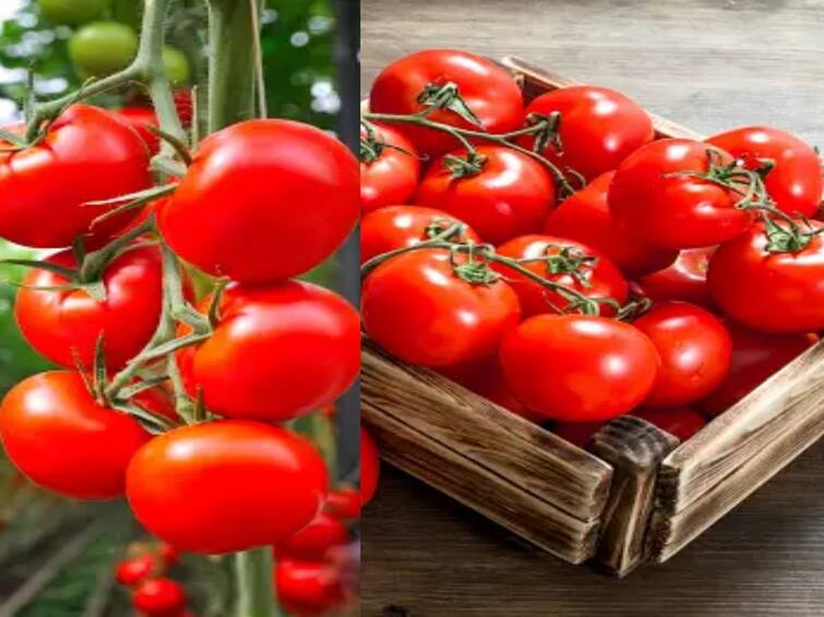 The owner caught the man who theft tomatoes from his garden and handed him over to the police Tomato Theft: கிடு கிடு விலை உயர்வு.. கையும் களவுமாக பிடிபட்ட தோட்டத்தில் தக்காளி திருடியவர்!