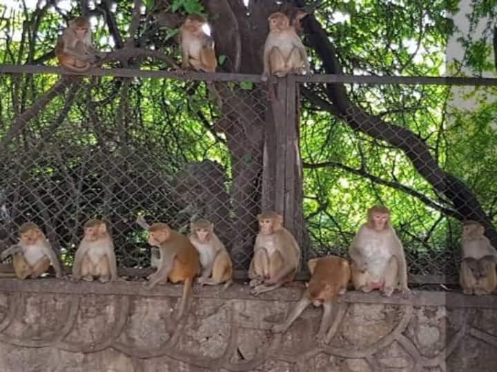 Fruit trees are being planted in the ridge, so that monkeys can get food ANN Delhi News: रिज में बंदरों के लिए जामून के पेड़ लगाएगा वन विभाग, जानें आखिर क्यों लिया गया ये फैसला?
