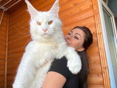 Russian Big Cat: 4 साल के बच्चे जितनी बड़ी रूसी बिल्ली, सोशल मीडिया पर वायरल, देखें तस्वीरें