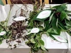 Sindhudurg News : तळकोकणातील वेंगुर्ल्यात भरला रानभाज्यांचा उत्सव, पारंपारिक रानभाज्यांना आधुनिकतेचा टच