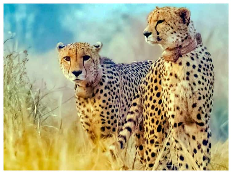 Cheetahs Developing Thick Coats In Anticipation Of African Winter Proving To Be Fatal In Indian Climate Say Experts Cheetahs Developing Thick Coats In Anticipation Of African Winter Proving To Be Fatal In Indian Climate: Experts