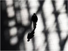 आज 'शून्य सावली दिन'; 'या' वेळेनंतर दुपारी कोणाचीही सावली दिसणार नाही