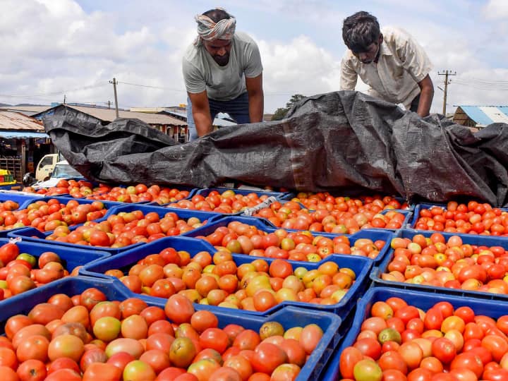 Tomato prices fall in Maharashtra inflows increase in market committees of Nashik district Tomato prices : महाराष्ट्रात टोमॅटोच्या दरात घसरण, प्रमुख बाजार समित्यांमध्ये आवक वाढली