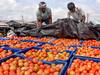 Tomato prices : महाराष्ट्रात टोमॅटोच्या दरात घसरण, प्रमुख बाजार समित्यांमध्ये आवक वाढली