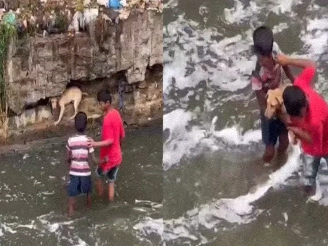 Two Boys Risk Life To Save Dog Trapped Near Overflowing Drain, Heartwarming Video Goes Viral Two Boys Risk Life To Save Dog Trapped Near Overflowing Drain, Heartwarming Video Goes Viral