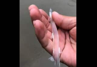 Viral Video: ਇਹ ਕਿਵੇਂ ਦੀ ਮੱਛੀ! ਅੱਖਾਂ ਤੋਂ ਬਿਨਾਂ ਕੋਈ ਅੰਗ ਨਹੀਂ, ਸਰੀਰ ਦੇ ਆਰਪਾਰ ਵੇਖਣਾ ਸੰਭਵ