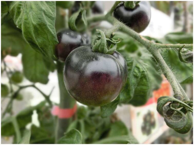 Black tomatoes are better for health than red tomatoes Black Tomatoes: ఎర్ర టమాటాలతో పోలిస్తే నల్ల టమాటాలే ఆరోగ్యానికి మంచిదట