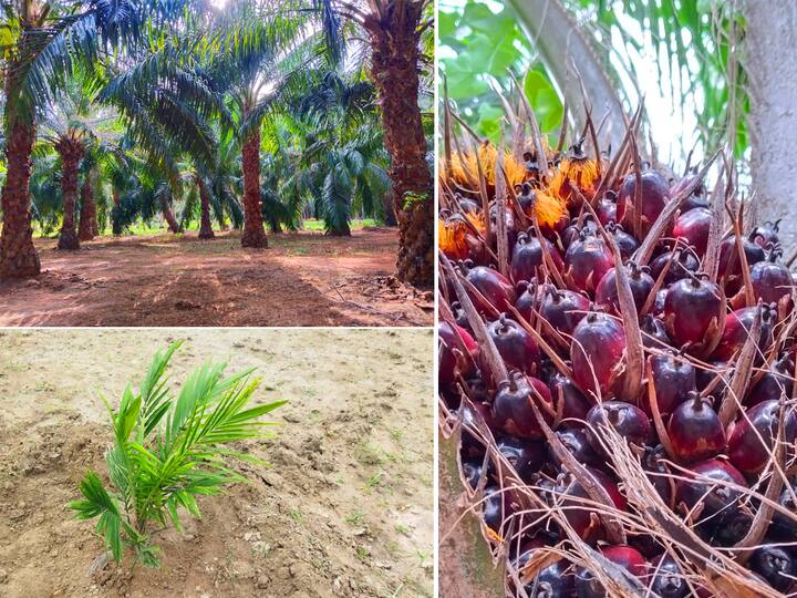 Villupuram farmer's new initiative planting palm oil plants on 30 acres of land TNN விழுப்புரம் விவசாயி புதிய முயற்சி; 30 ஏக்கர் நிலத்தில் பாமாயில் எண்ணெய் செடிகள் நடவு