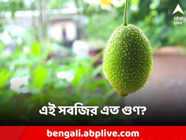 Spiny Gourd:নিরোগ জীবন কাটাতে চান? তাহলে অবশ্যই পাতে থাকুক এই সবজি