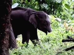 Two Brothers Injured In Elephant Attack In TN's Sathyamangalam Tiger Reserve