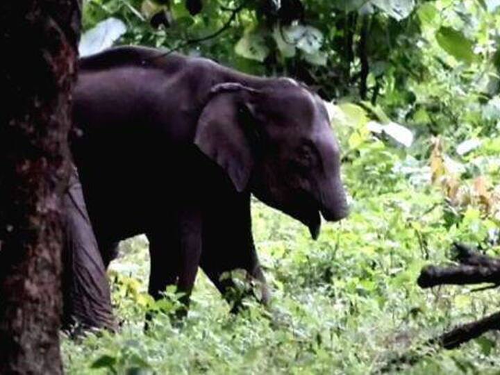 Viral News Trunkless Elephant calf stumps forest officers in Kerala Viral News: కేరళ అడవుల్లో షాక్ అయ్యే సీన్-తొండం లేకుండా ఏనుగు