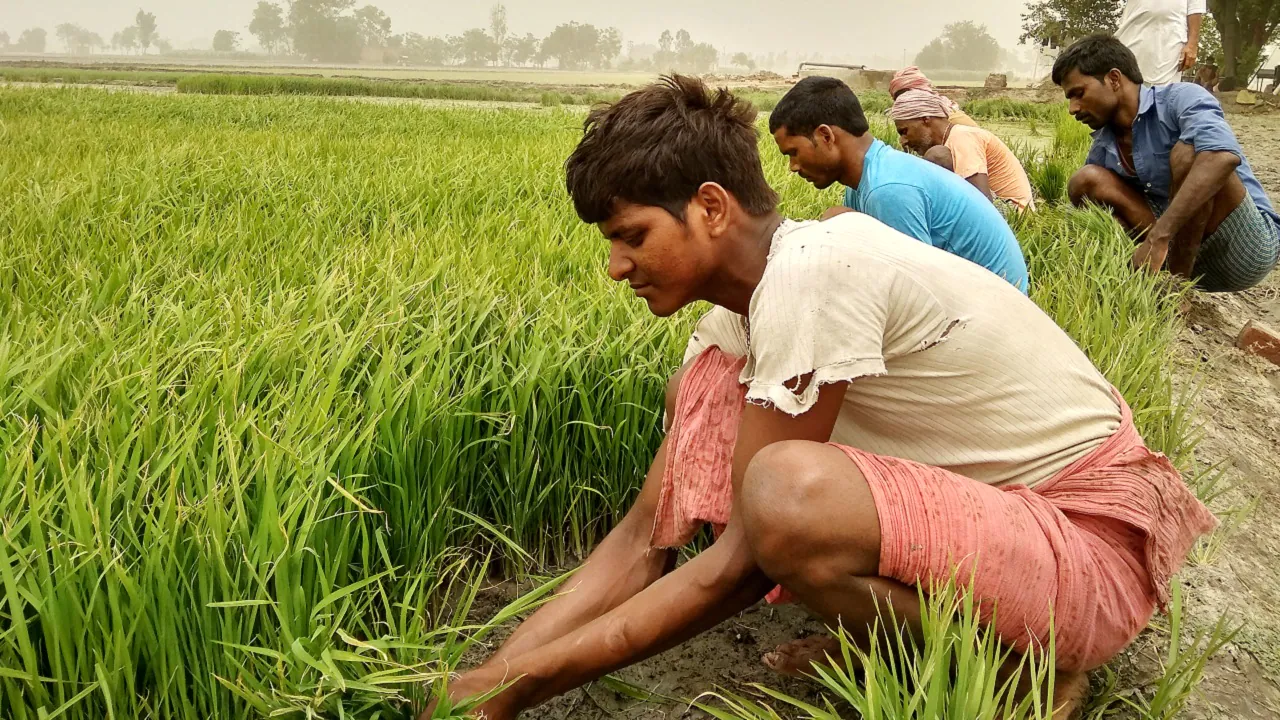 Ban on 10 pesticides to improve quality of Basmati Faridkot - ਬਾਸਮਤੀ ਦੀ ਕੁਆਲਟੀ ਵਧੀਆ ਕਰਨ ਲਈ 10 ਕੀਟਨਾਸ਼ਕਾਂ 'ਤੇ ਲਾਈ ਪਾਬੰਧੀ