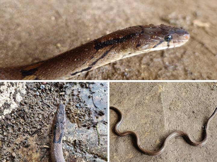 A rare species snake Trinket has been found in the area of a rural hospital in Gaganbawda area of Kolhapur district Kolhapur News: कोल्हापूर जिल्ह्यातील गगनबावड्यात दुर्मिळ सापाचा शोध; सापडलेल्या सापाची खासियत आहे तरी काय?