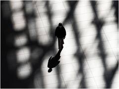 आज है जीरो शेडो डे... दोपहर इतने बजे नहीं बनेगी किसी की परछाई! जानिए ऐसा क्यों होगा?