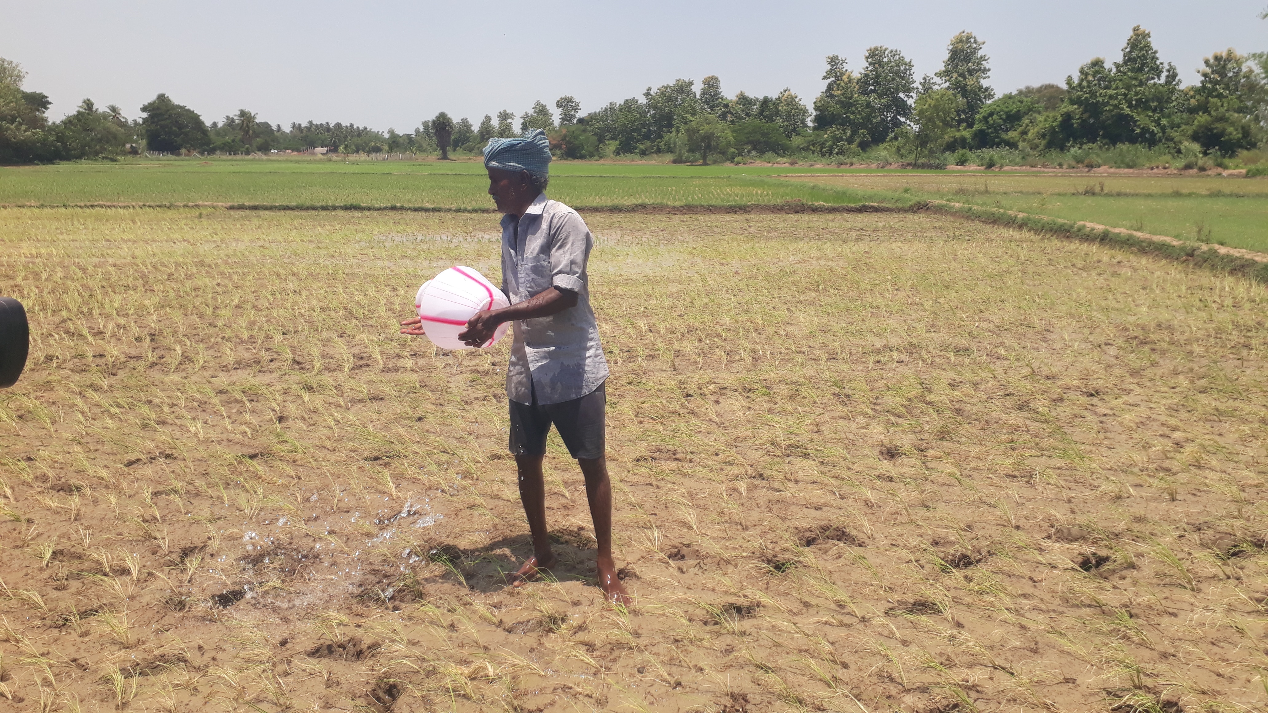 தண்ணீரின்றி காயுது வயல்... கருகுது நெற்பயிர்: ஒரத்தநாடு அருகே குடங்களில் தண்ணீர் பிடித்து ஊற்றும் விவசாயிகள்