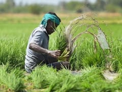 पीएम फसल बीमा में दिलचस्पी नहीं दिखा रहे रायगढ़ के किसान, अब तक केवल इतने आवेदन, सामने आई ये वजह