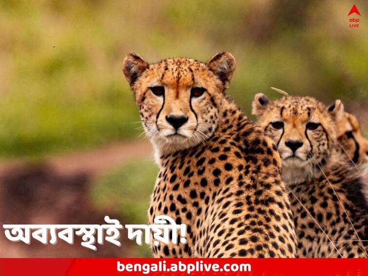 South African write to Supreme Court alleging  inexperience veterinaries and mismanagement causing cheetah deaths at Kuno National Park Cheetah Deaths: বিজ্ঞানসম্মত প্রশিক্ষণ নেই কারও, বিশেষজ্ঞদের মতামতও শোনা হচ্ছে না, অব্যবস্থার জন্যই চিতামৃত্যু, বিদেশ থেকে এল চিঠি