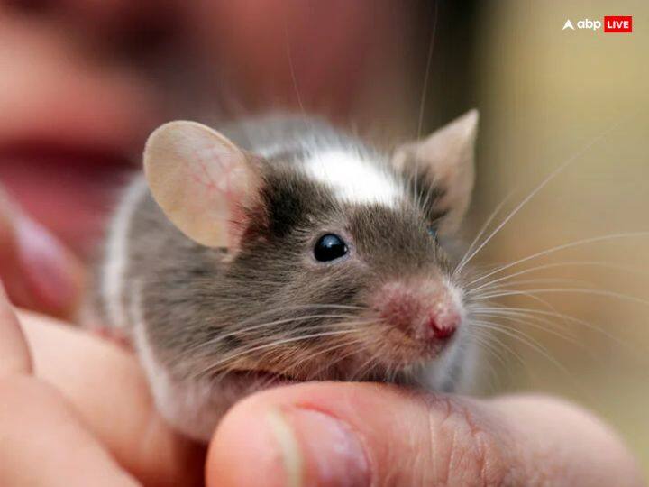 अन्न की चोरी करनेवाला चूहा, जल की चोरी करनेवाला चातक, शहद चुरानेवाला मधुमक्खी बनता है.