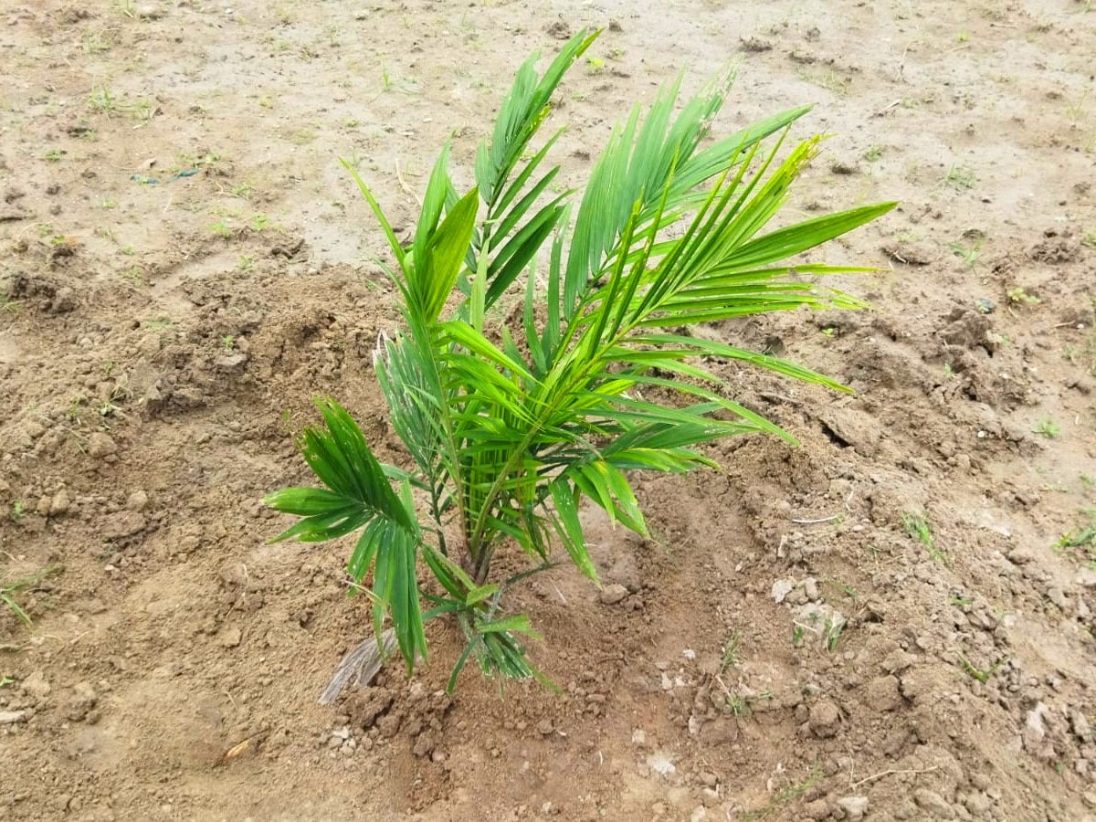 விழுப்புரம் விவசாயி புதிய முயற்சி; 30 ஏக்கர் நிலத்தில் பாமாயில் எண்ணெய் செடிகள் நடவு