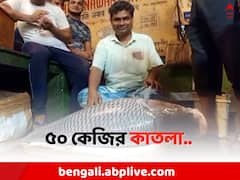 গঙ্গায় উঠল ৫০ কেজির কাতলা, মাছ বাজারে আসতেই কেনার হিড়িক মালদায়