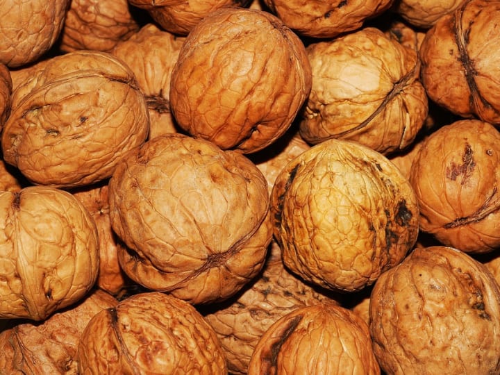 Walnut Benefits For Weight Loss: हेल्दी रहने के लिए फल और सब्जियों के साथ-साथ मेवों का सेवन करना भी बहुत जरूरी है. क्योंकि मेवे स्वास्थ्य को बेहतर बनाए रखने में मदद करते हैं.