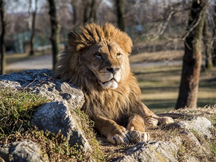 Rajasthan Udaipur Lion Safari will now be in a cage like jeep approved in Udaipur ann Udaipur News : अब उदयपुर में पिंजरे जैसी जीप से शेरों को देख सकेंगे करीब से, लॉयन सफारी की मिली मंजूरी