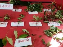 Sindhudurg News : तळकोकणातील वेंगुर्ल्यात भरला रानभाज्यांचा उत्सव, पारंपारिक रानभाज्यांना आधुनिकतेचा टच