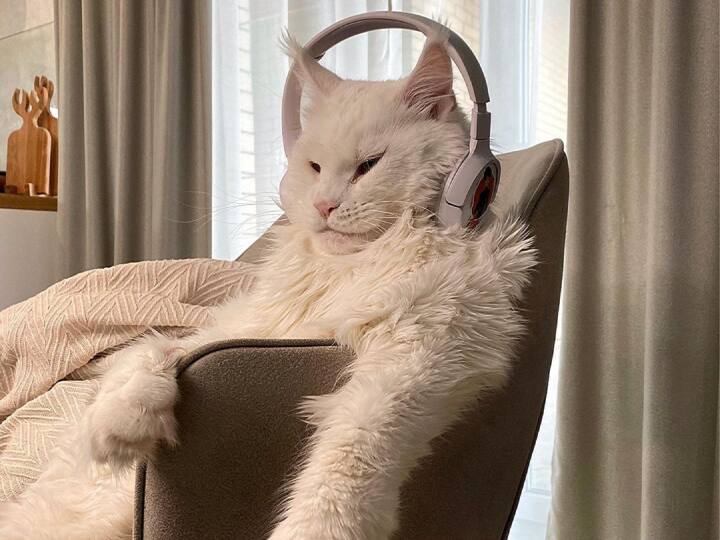 महिला इंस्टाग्राम पर अपनी बड़ी बिल्ली का वीडियो शेयर करती रहती है.