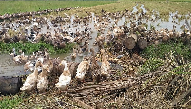 Thanjavur news Out-district workers laying duck cages in the fields near Pattukottai TNN பட்டுக்கோட்டை அருகே வயல்களில் வாத்துக்கிடை போட்டுள்ள வெளி மாவட்ட தொழிலாளர்கள்