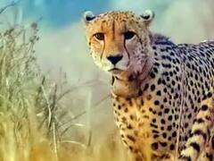 Kuno National Park: મધ્યપ્રદેશના કુનો નેશનલ પાર્કમાં વધુ એક ચિત્તાનું મોત, અત્યાર સુધીમાં 9ના મોત