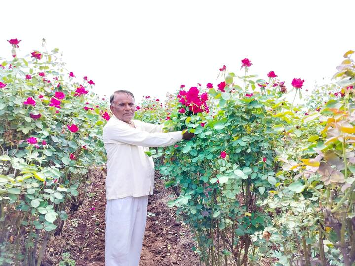 फुलांची तोडणी करण्यासाठी एक मजूर किंवा स्वत: तसेच कुटुंबातील सदस्य मदत करतात.