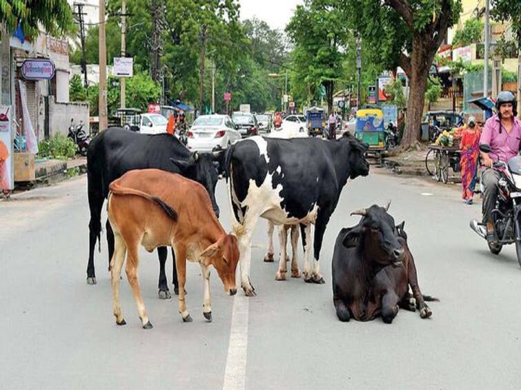 Thanjavur, efforts are underway to catch cows roaming the roads TNN தஞ்சாவூரில் சாலைகளில் சுற்றித்திரியும் மாடுகளை பிடிக்கும் பணிகள் மும்முரம்